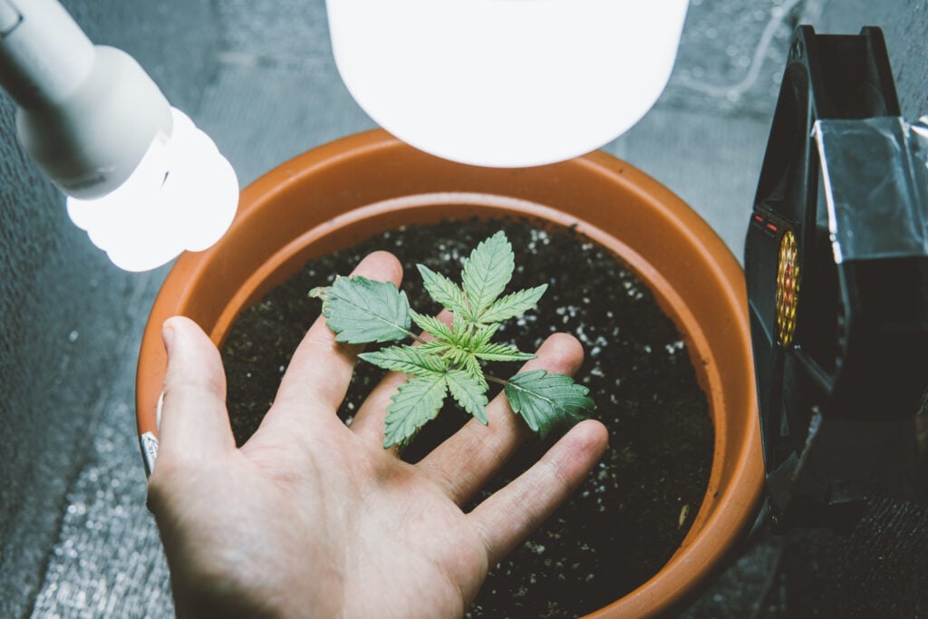 Hand touching marijuana plant under grow room equipment.
