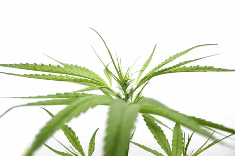 green cannabis plant isolated over white, marijuana stocks