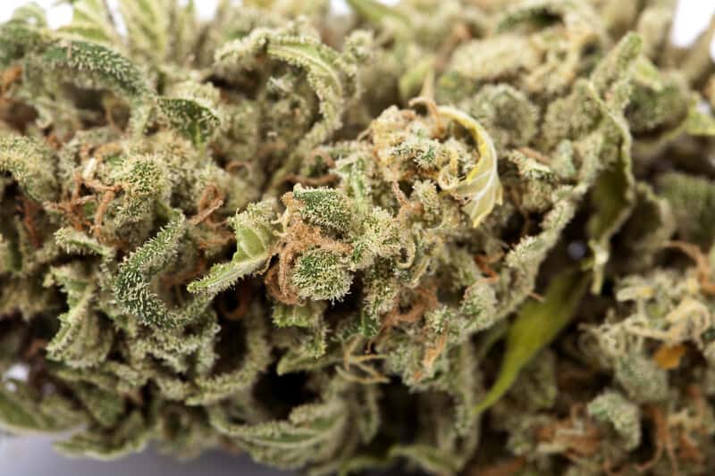 up close of cannabis flower, Massachusetts cannabis dispensaries