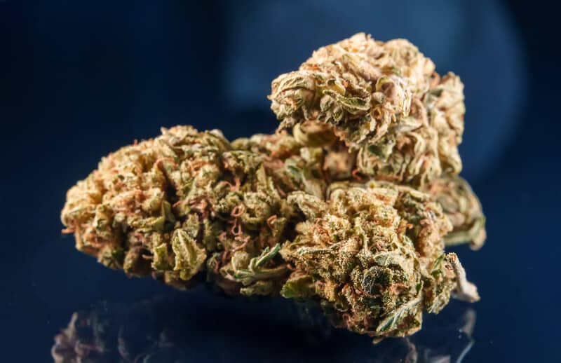 cannabis flower isolated over blue, Michigan marijuana dispensaries