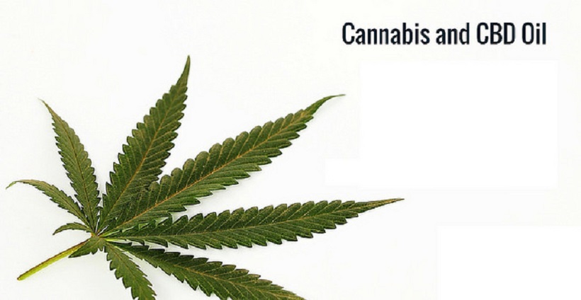 Cannabis Oil. Cannabis leaf