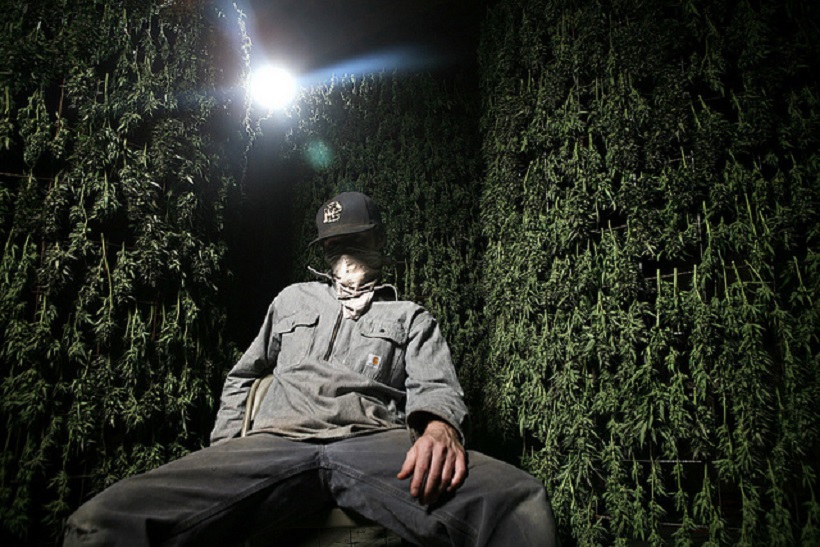 Top Cannabis Documentaries To Watch. Man sitting by walls of cannabis.