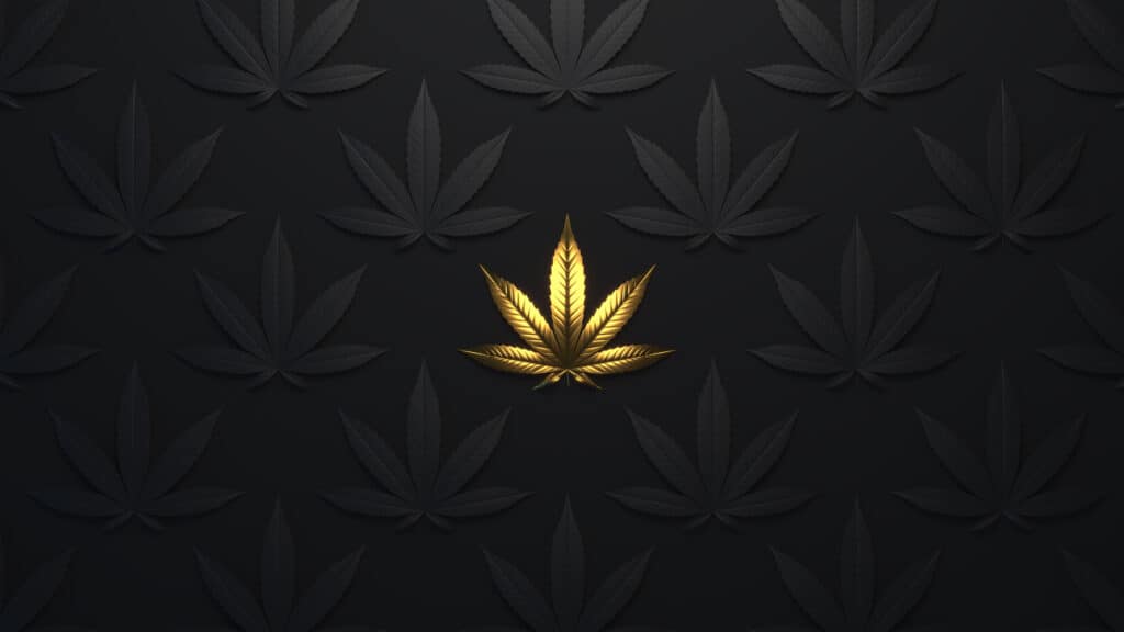 Luxury golden background with cannabis leaves. Minimal trendy design wallpaper marijuana. Black and gold leaves cannabis, best marijuana insurance companies