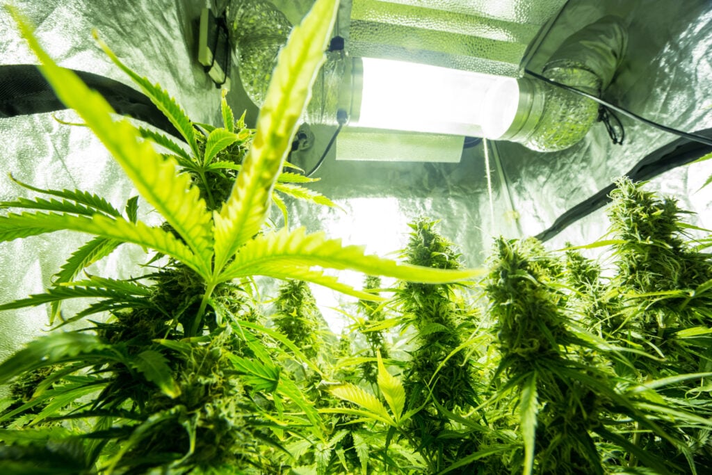 Best indoor marijuana hydroponic systems. Marijuana plants under lights indoors.