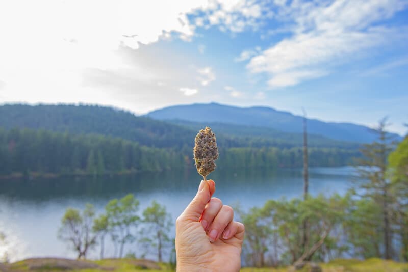 hand holding cannabis flower by a lake with mountains, popular illegal marijuana farmer in holland