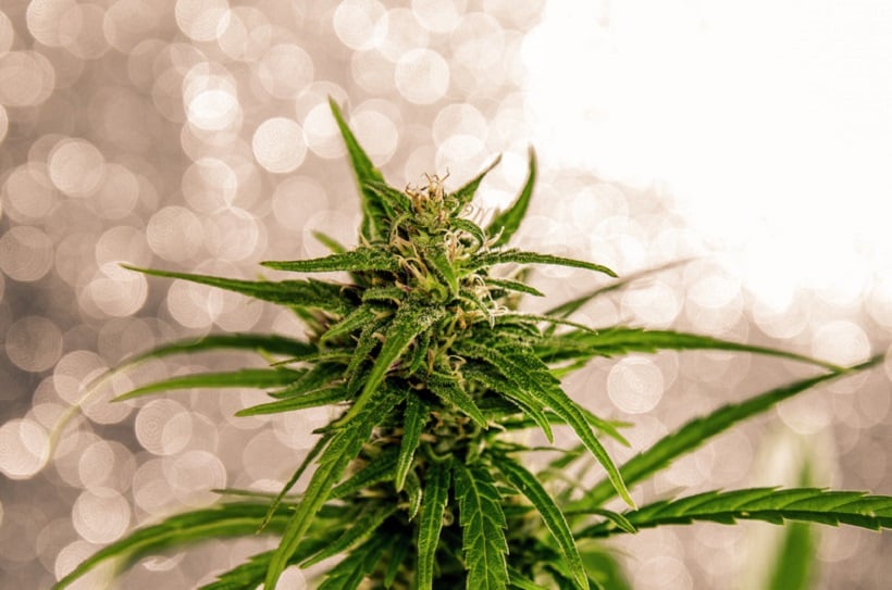 Top Surprising Benefits For the Cannabis Plant. Closeup of cannabis plant.