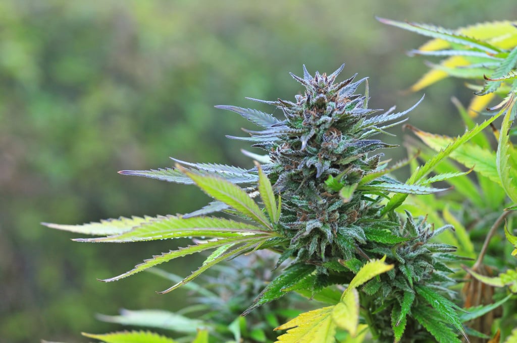 Top Female Marijuana Strains For Outdoor Growing. Closeup of marijuana plant.