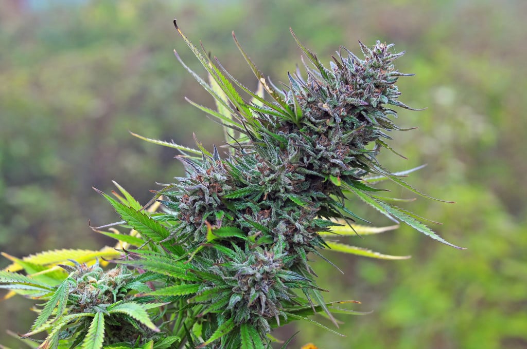 Top Motives For Growing AutoFlowering Cannabis Strains
