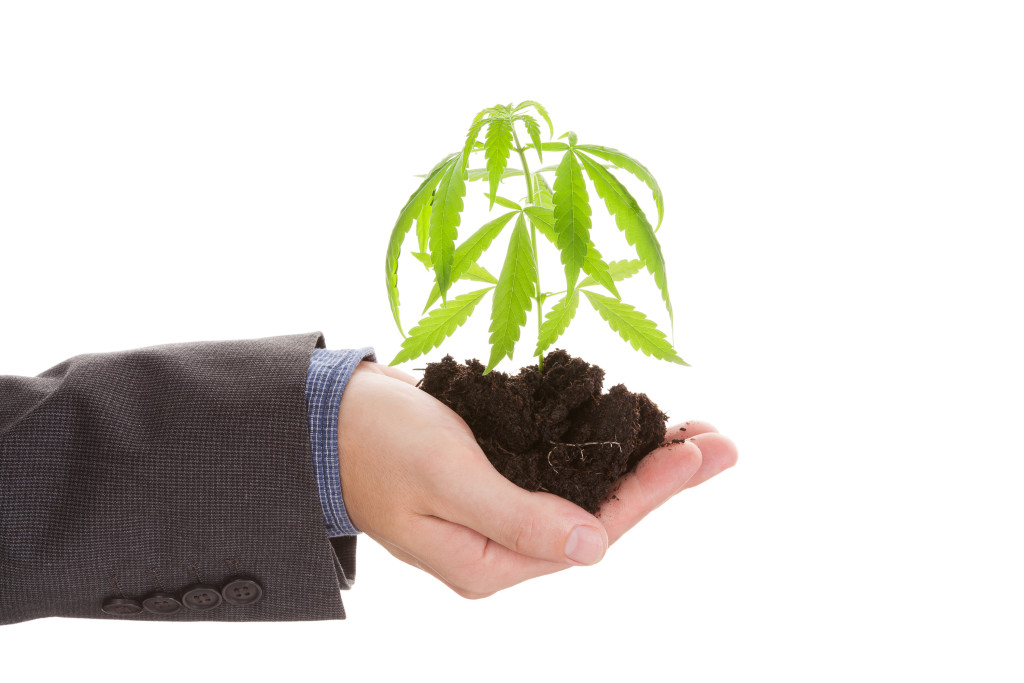 Top Marijuana Industry Leaders and Advocates. Weed plant in soil in palm.