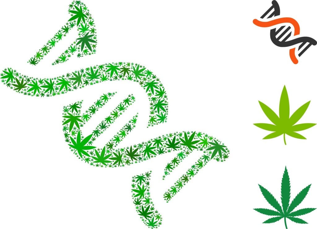Best Tips On Selecting Cannabis Genetics. Weed leaves.