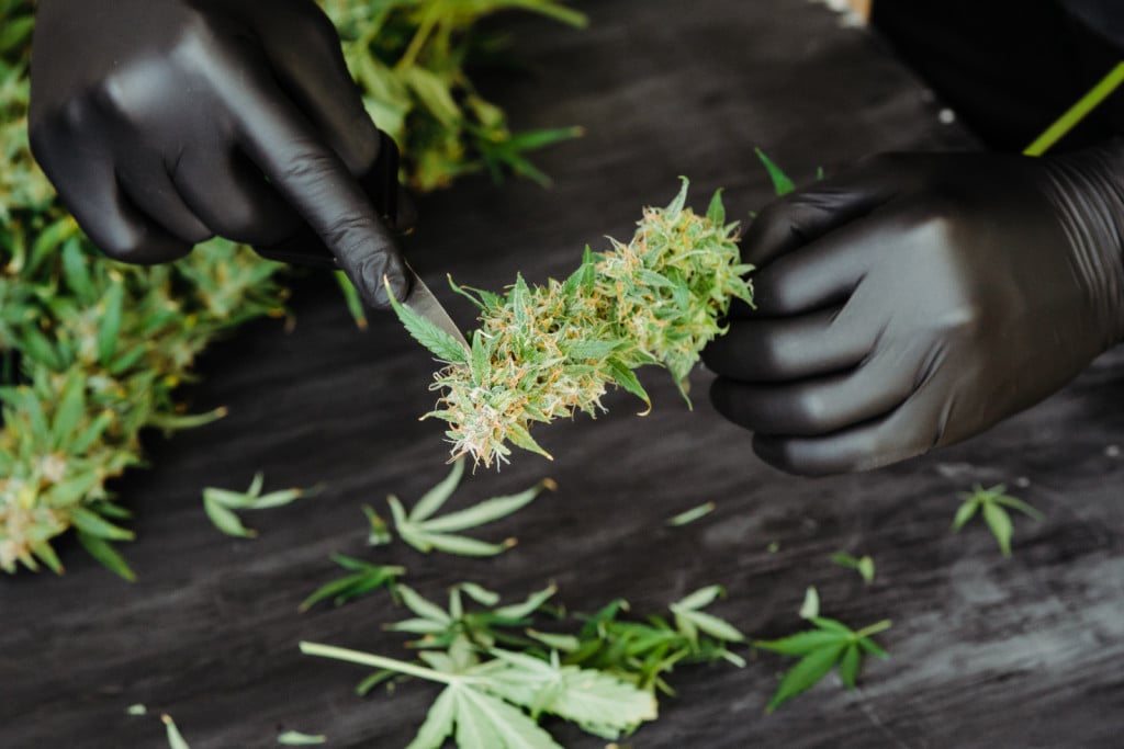 Simple Steps to Trimming Cannabis. Gloved hands trimming cannabis.