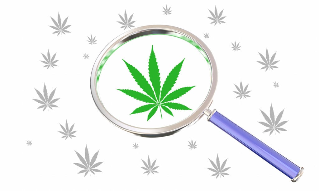 Top Cannabis Myths Hard To Dispel. Magnifying tool with marijuana leaves.