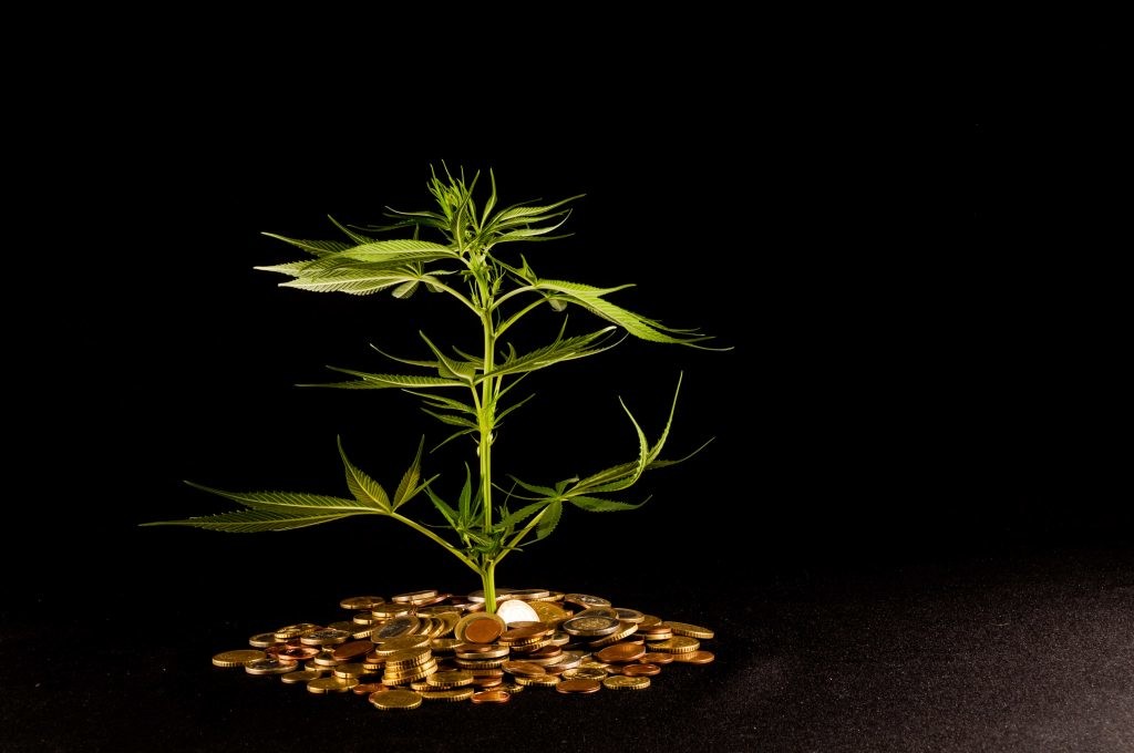 Cannabis plant in a bunch of coins