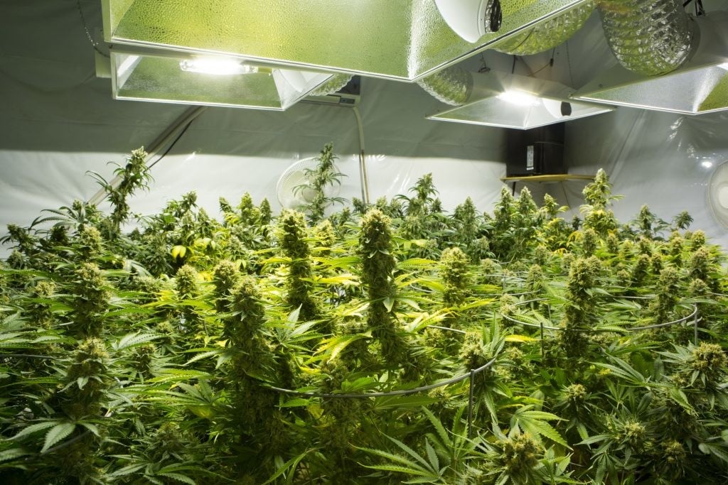 Indoor cannabis. Indoor weed. How to grow weed indoors. 
