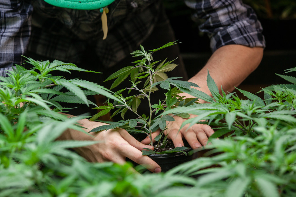 Marijuana grower outdoors
