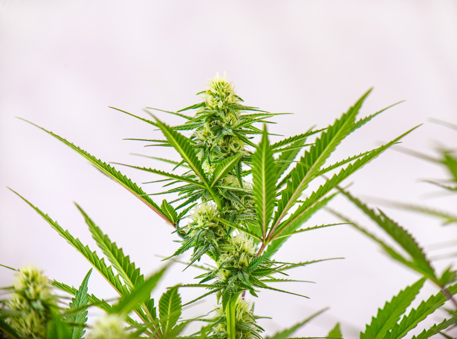 Cannabis Strains high in CBD