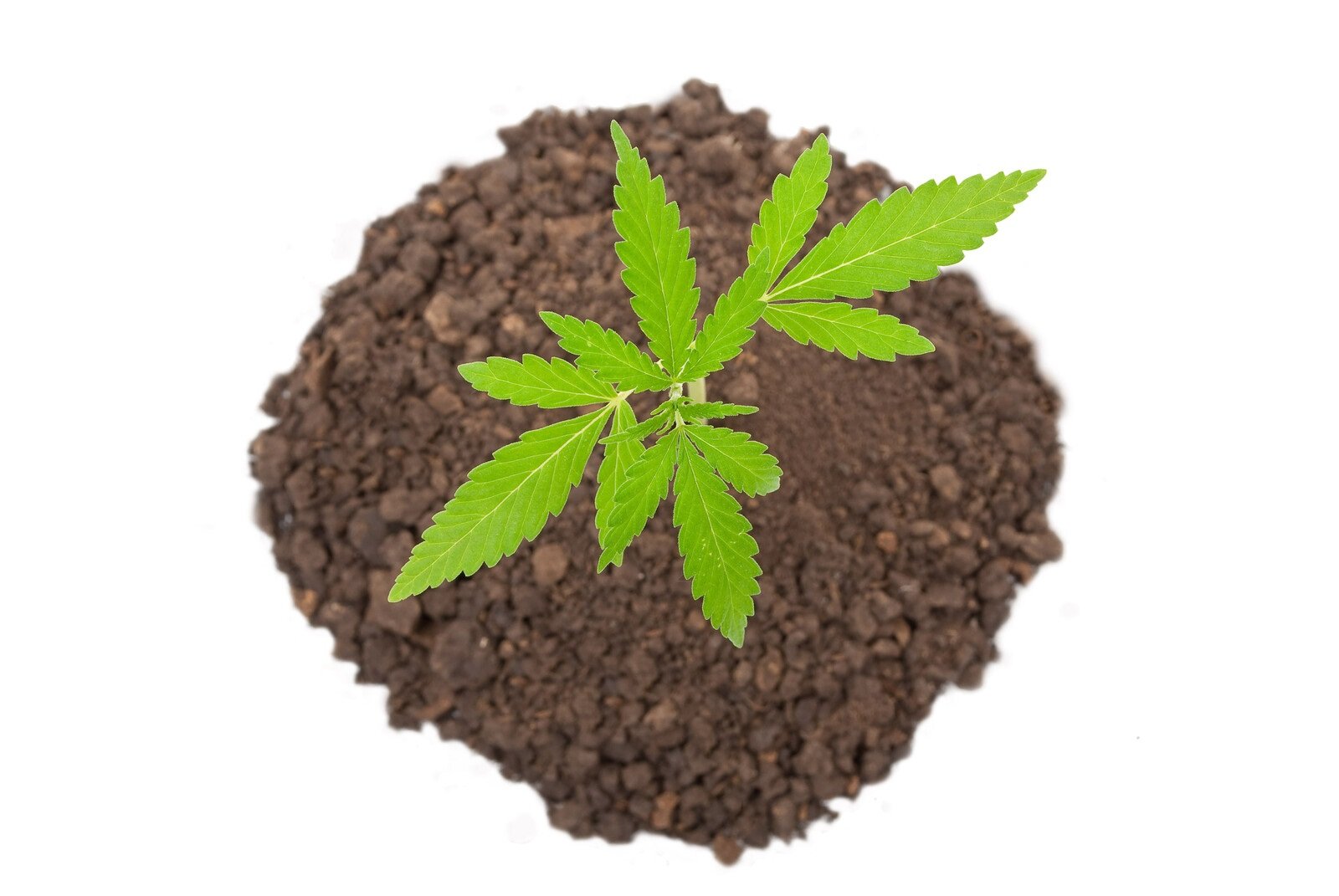 Companion planting for cannabis growing