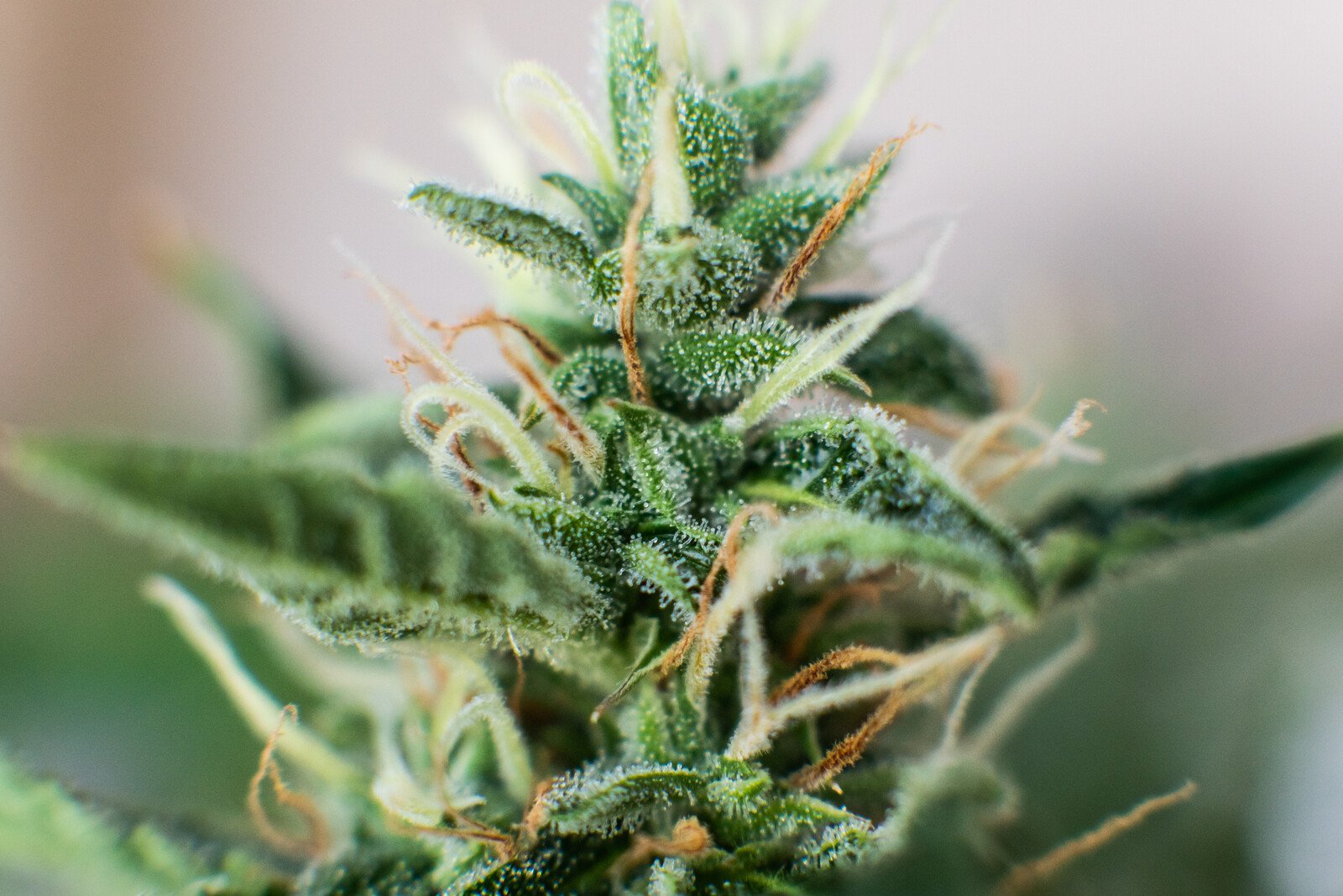 Drying and curing your marijuana plants