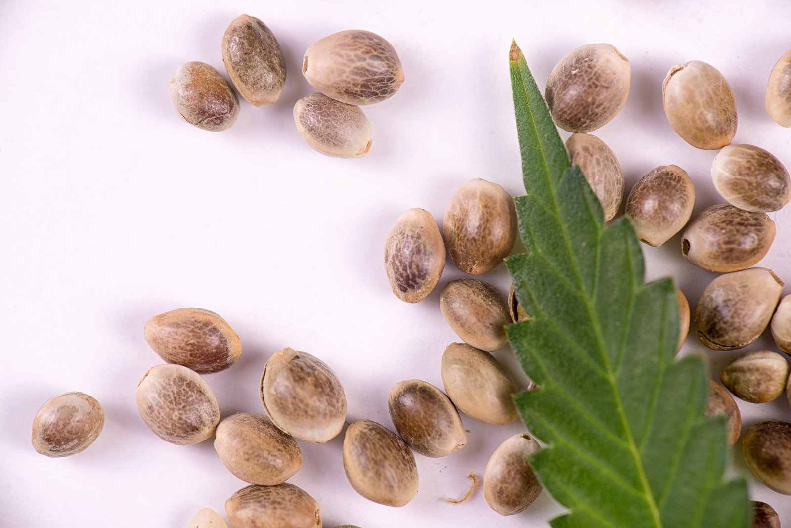 Quality marijuana seeds