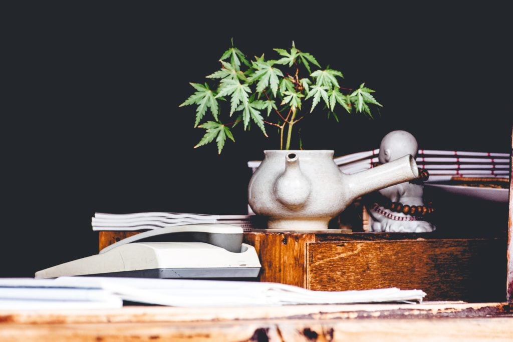7 Cannabis strains for new growers in 2020. Marijuana plant in a pot.