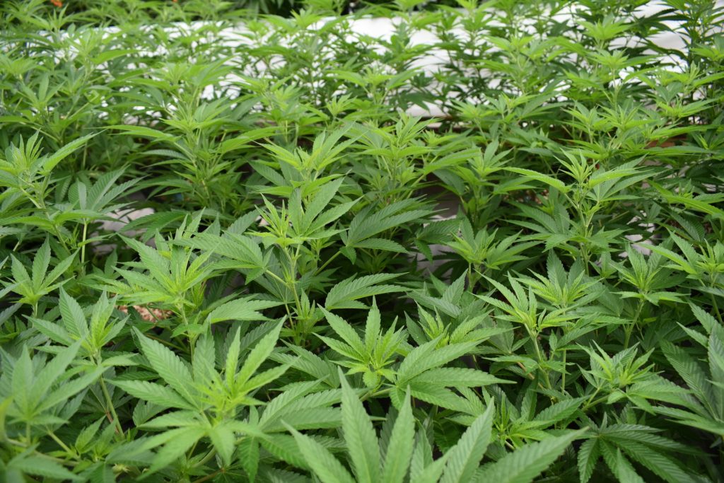 Hope fro the popular marijuana stock Aurora Cannabis. Pot leaves