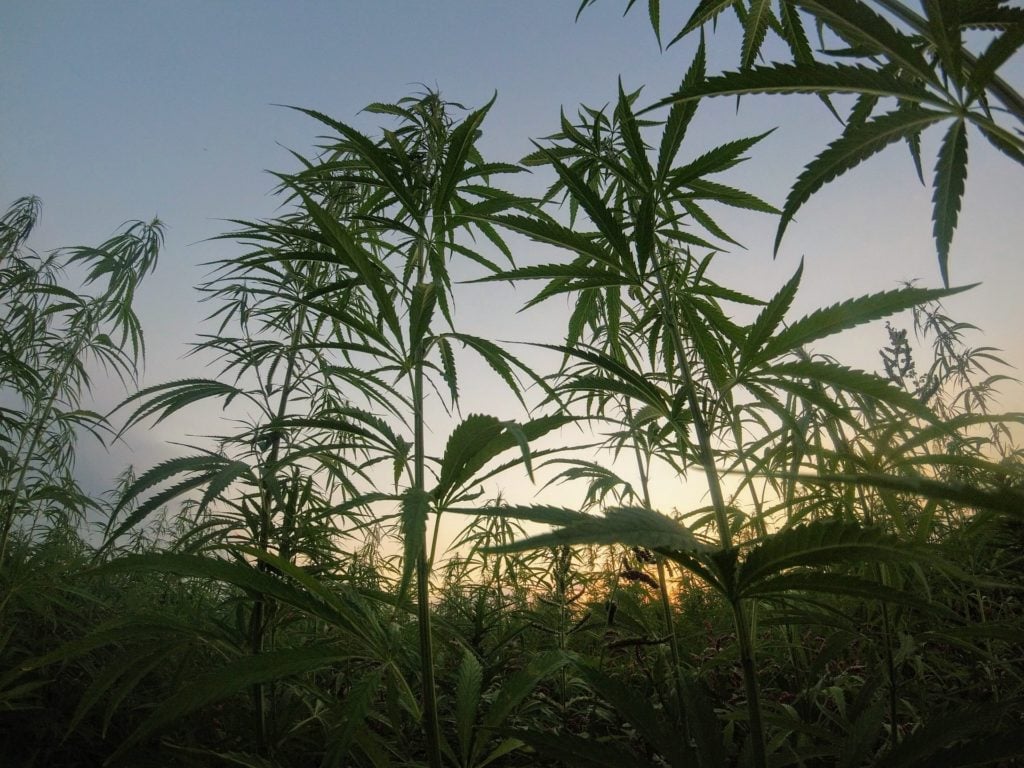 Which state grow the most hemp? Green plants