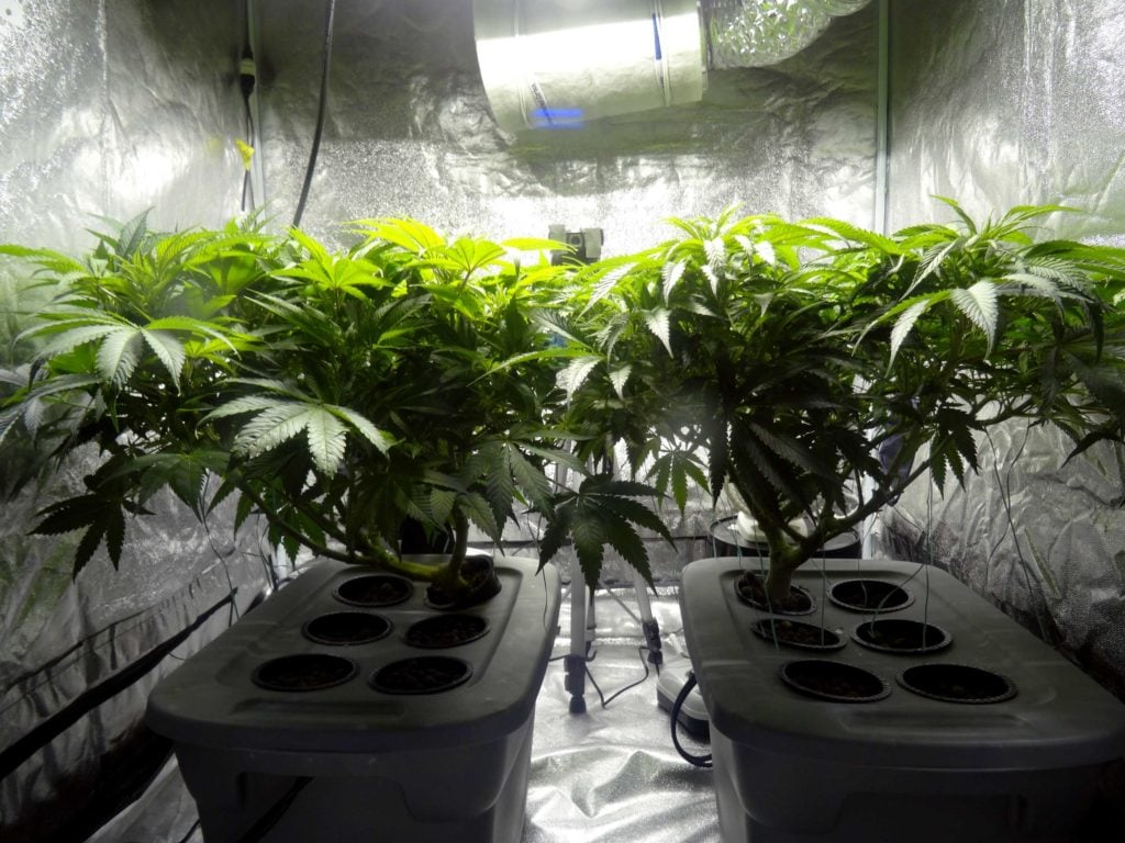 5 Cheapest Cannabis Grow Kits on Amazon 