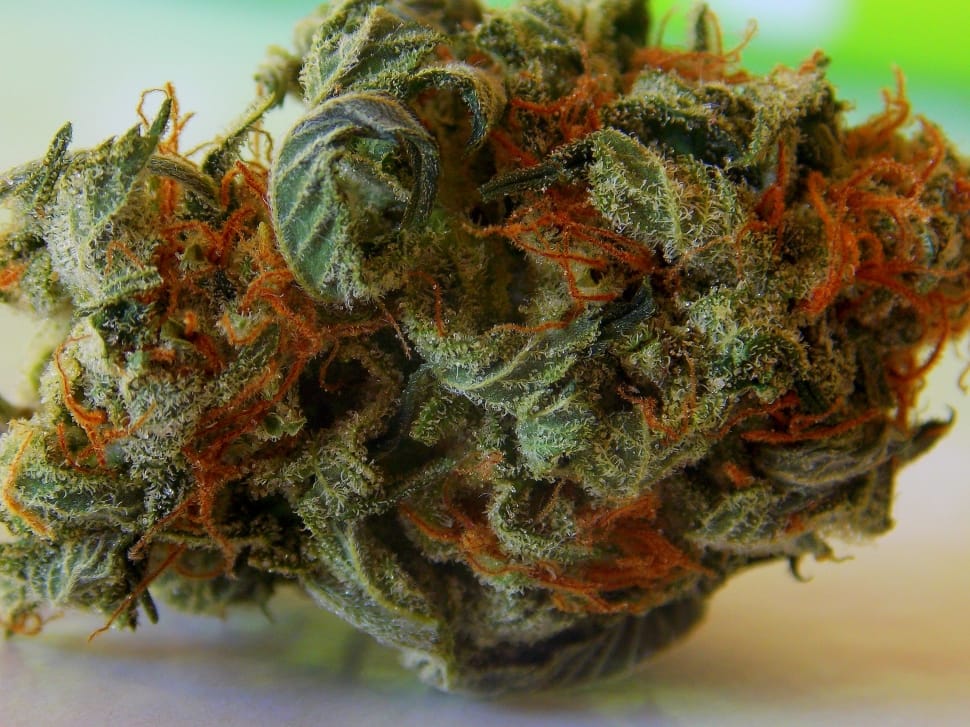 Sweet Strain for New Users: Pineapple Express Review. 