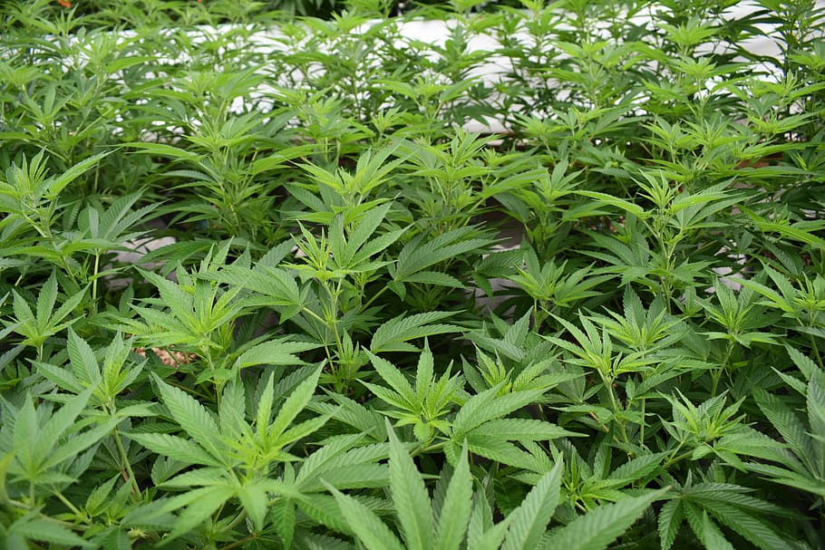 Growing marijuana outdoors 