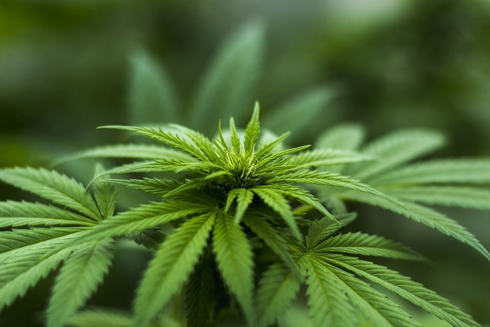 Best 5 Hemp strains that are high in CBD. Marijuana leaf.