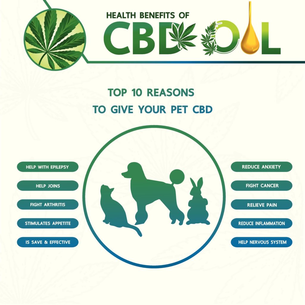 Top 10 Reasons to Give Your Pet CBD 1