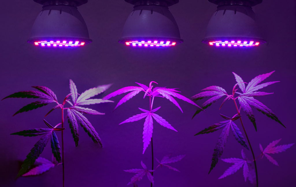 marijuana plants under marijuana grow lights