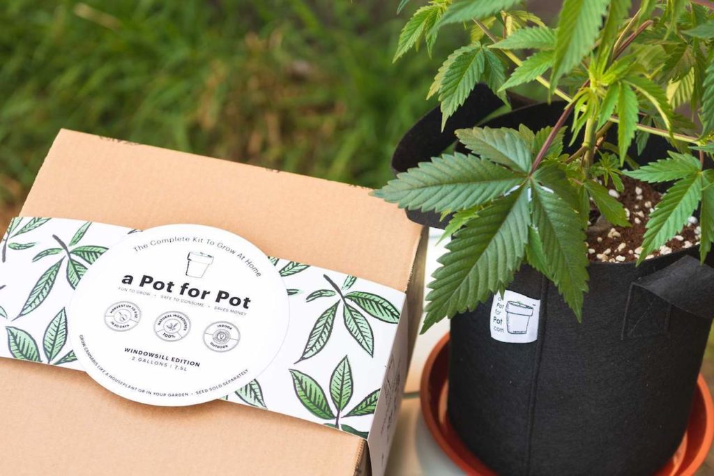 cardboard box next to a marijuana plant, a pot for pot reviews
