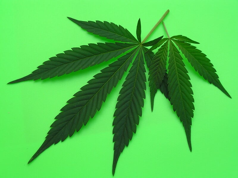 cannabis leaves on bright green background, top cannabis products