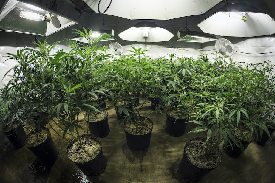 Indoor Marijuana Grow Room with Plants in Soil Under Lights, set up your first marijuana grow room