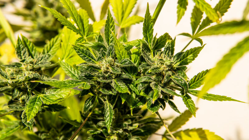 up close of marijuana leaves, cereal milk strain