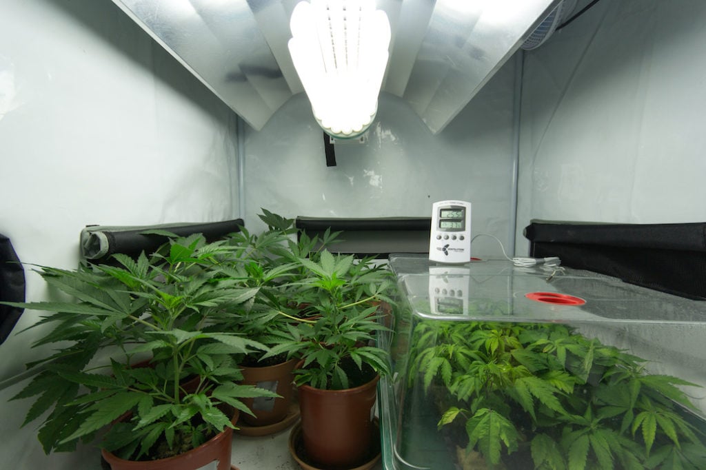 medical marijuana / cannabis plants - home growing