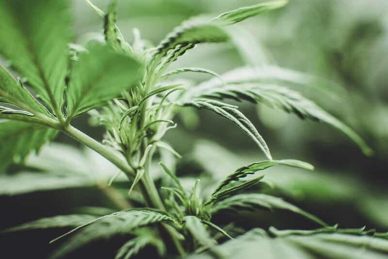 up close of marijuana plants, gary Payton strain