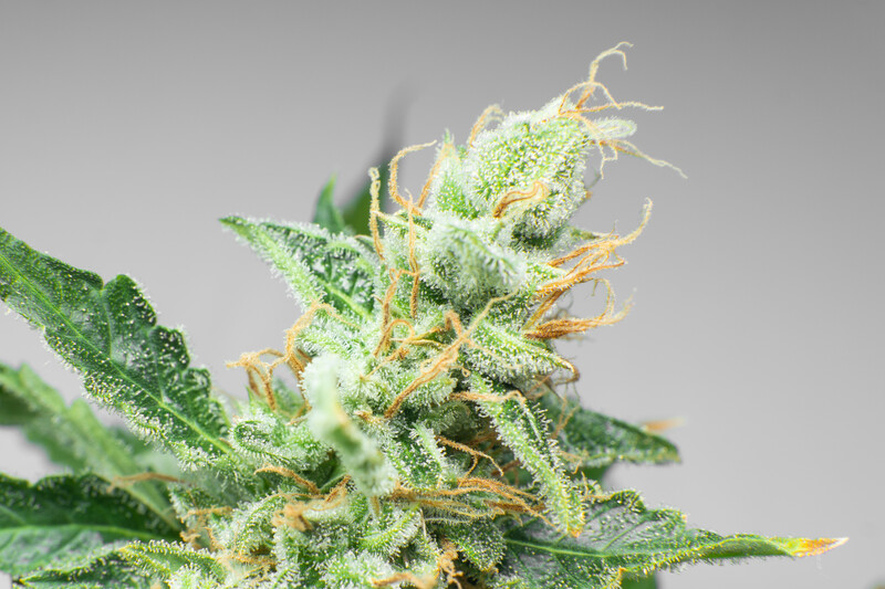 trichomes on cannabis plant, grease monkey strain