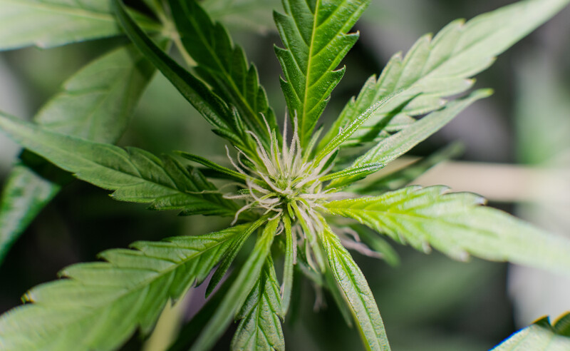 up close of a marijuana leaf, white gold strain