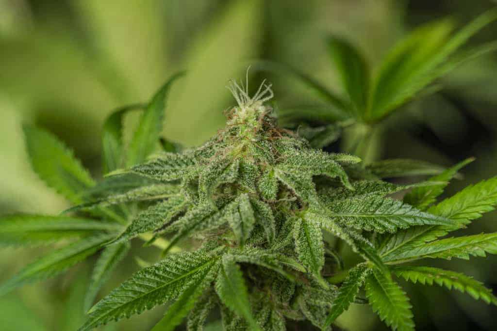 up close of marijuana plant, fatso strain
