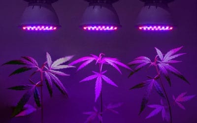 Best LED Lights Amazon Sells For Growing Weed