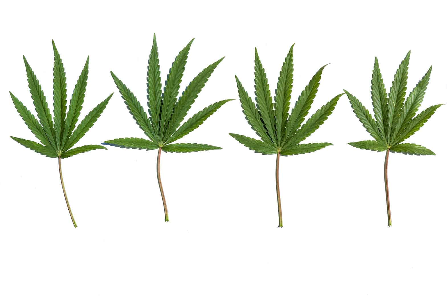 Close-up collection of four cannabis leaves on white background, types of cannabis
