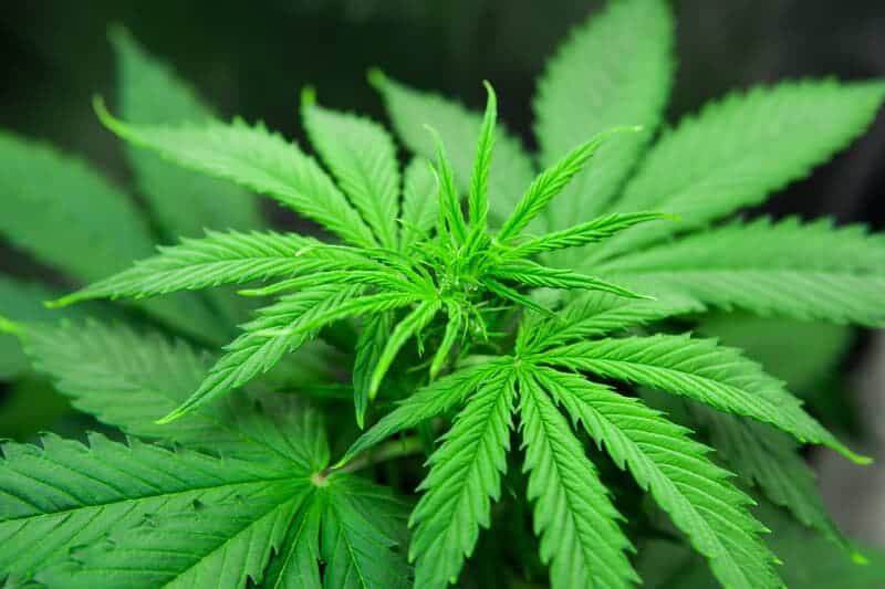 green cannabis plants, Larry Bird strain