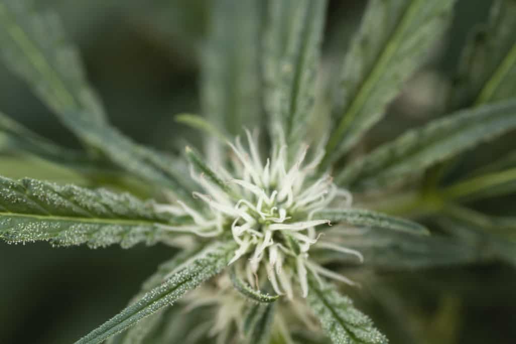 close up of marijuana plant, marathon og strain
