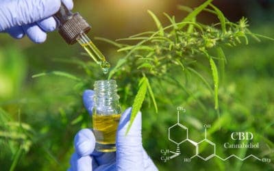 What You Need To Know About THC-Free CBD