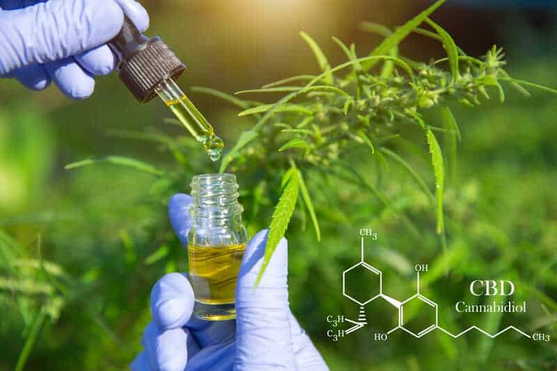 CBD oil being held with marijuana plants in the background, thc-free cbd