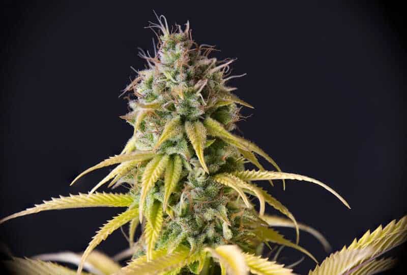up close of cannabis plant, gelonade strain