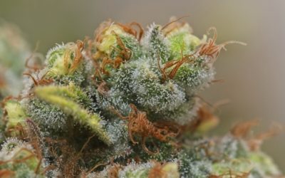 Glookies Strain – Weed Review