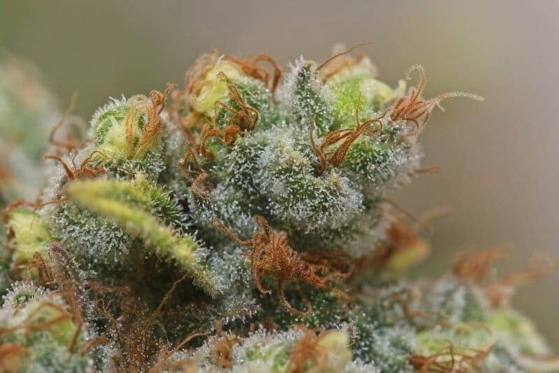 up close of trichomes on cannabis, glookies strain
